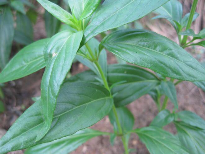PHILIPPINE MEDICINAL HERB King-of-bitters/Sinta