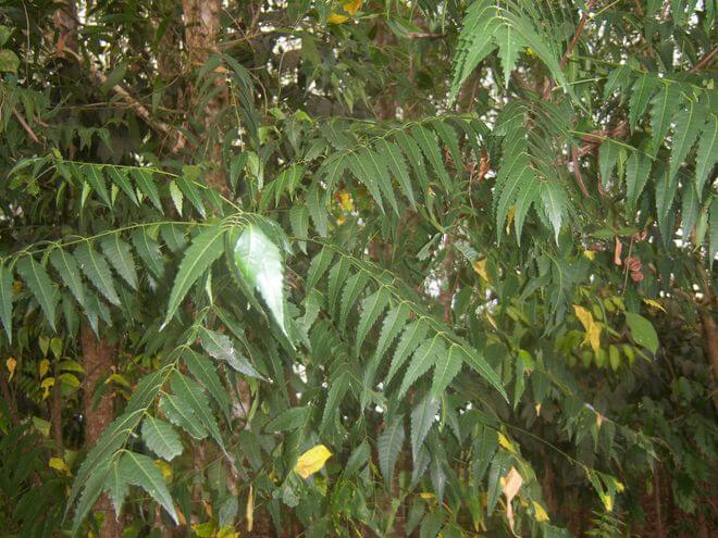 PHILIPPINE MEDICINAL HERB Neem/Nim