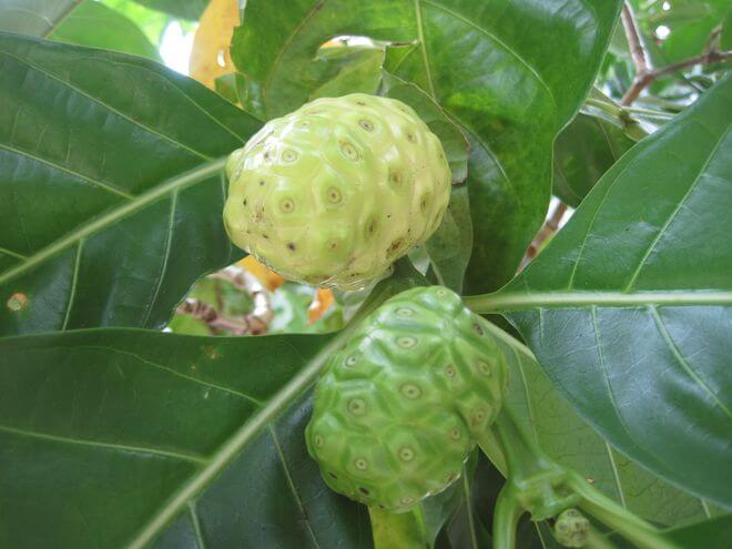 PHILIPPINE MEDICINAL HERB Noni