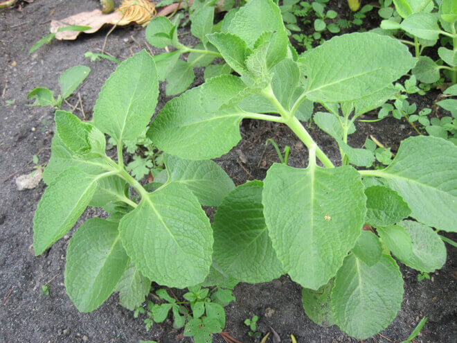 PHILIPPINE MEDICINAL HERB Mexican oregano/Philippine oregano