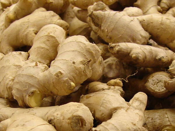 PHILIPPINE MEDICINAL HERBS Ginger/Luya