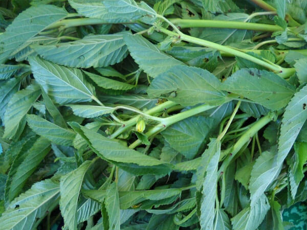 PHILIPPINE MEDICINAL HERBS Jute mallow/Saluyot