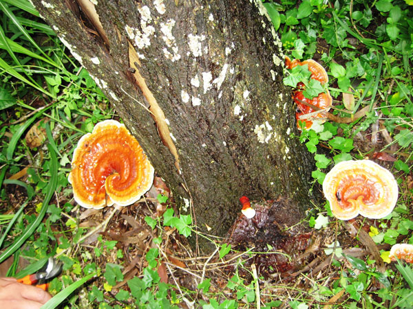 Ganoderma in the Philippines | Herbanext Laboratories Inc.