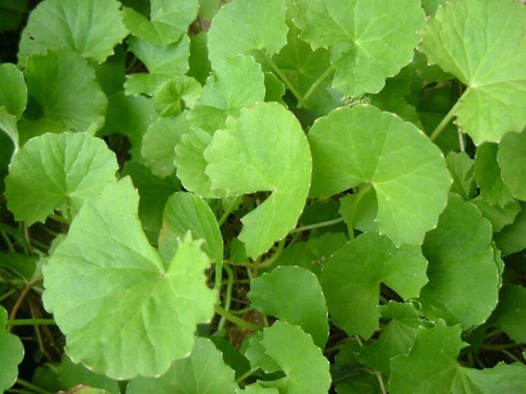 Organic Centella asiatica at Herbanext Botanical Garden