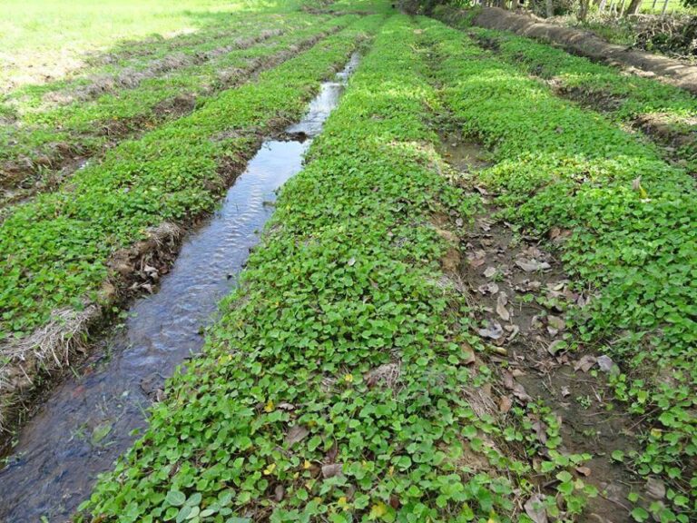 Organic Centella asiatica at Herbanext Botanical Garden