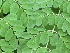 Philippine Medicinal herb Moringa/Malunggay