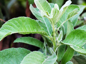 Philippine Medicinal herb Blumea camphor/Sambong